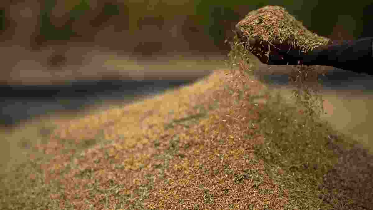Govt bans de-oiled rice bran export till 2025
