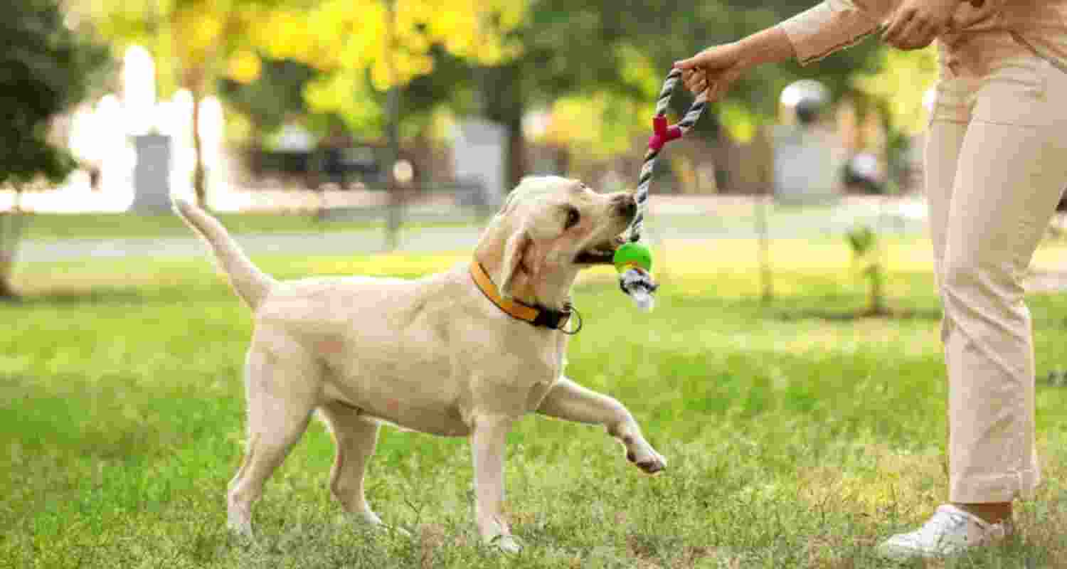Boost your health and happiness with your pet