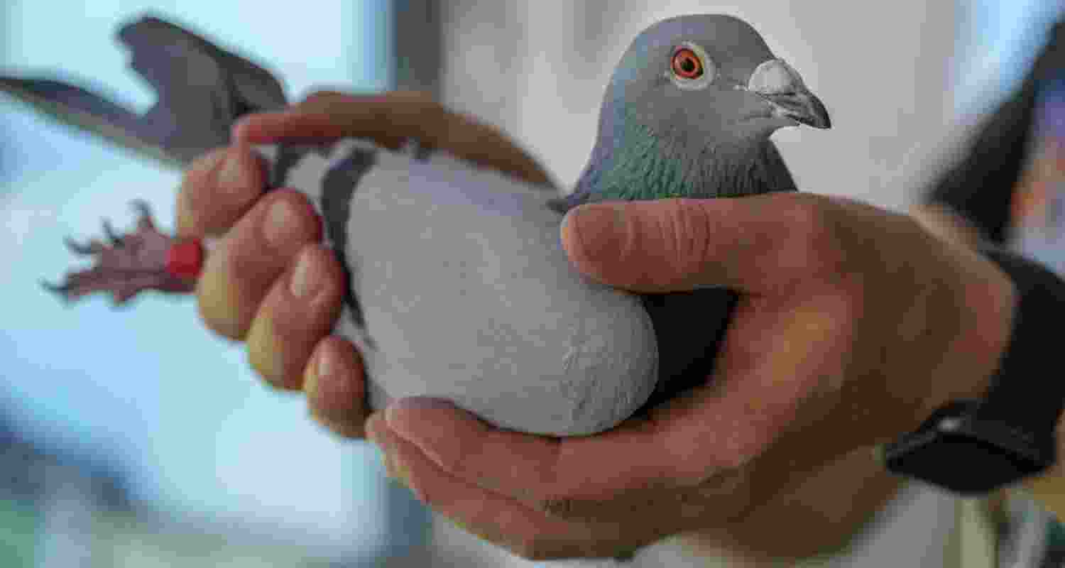 Pigeon fanciers help scientists study lung disease