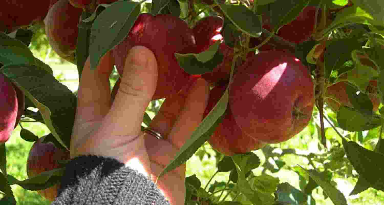 Apple growers in Himachal are worried due to repeated cuts in import duty on apples under Free Trade Agreements (FTAs). Apple growers in Himachal are worried due to repeated cuts in import duty on apples under Free Trade Agreements (FTAs).