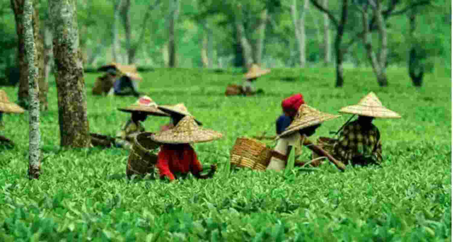 Assam's small-scale tea growers face uncertainty hiccups Assam's small-scale tea growers face uncertainty hiccups
