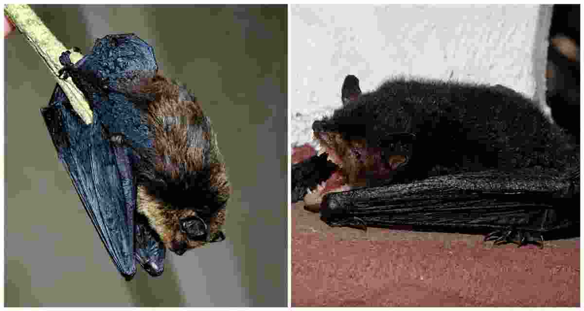 The two bat species recorded in India for the first time during biodiversity surveys in Mizoram. — PC: Zoological Survey of India (ZSI)
