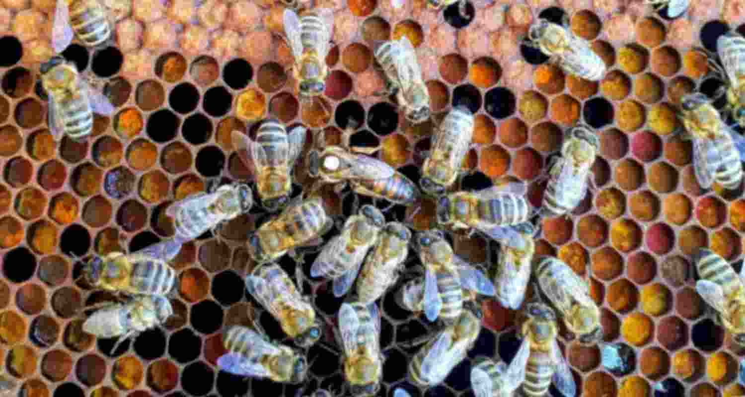 Students injured in bee attack Students injured in bee attack