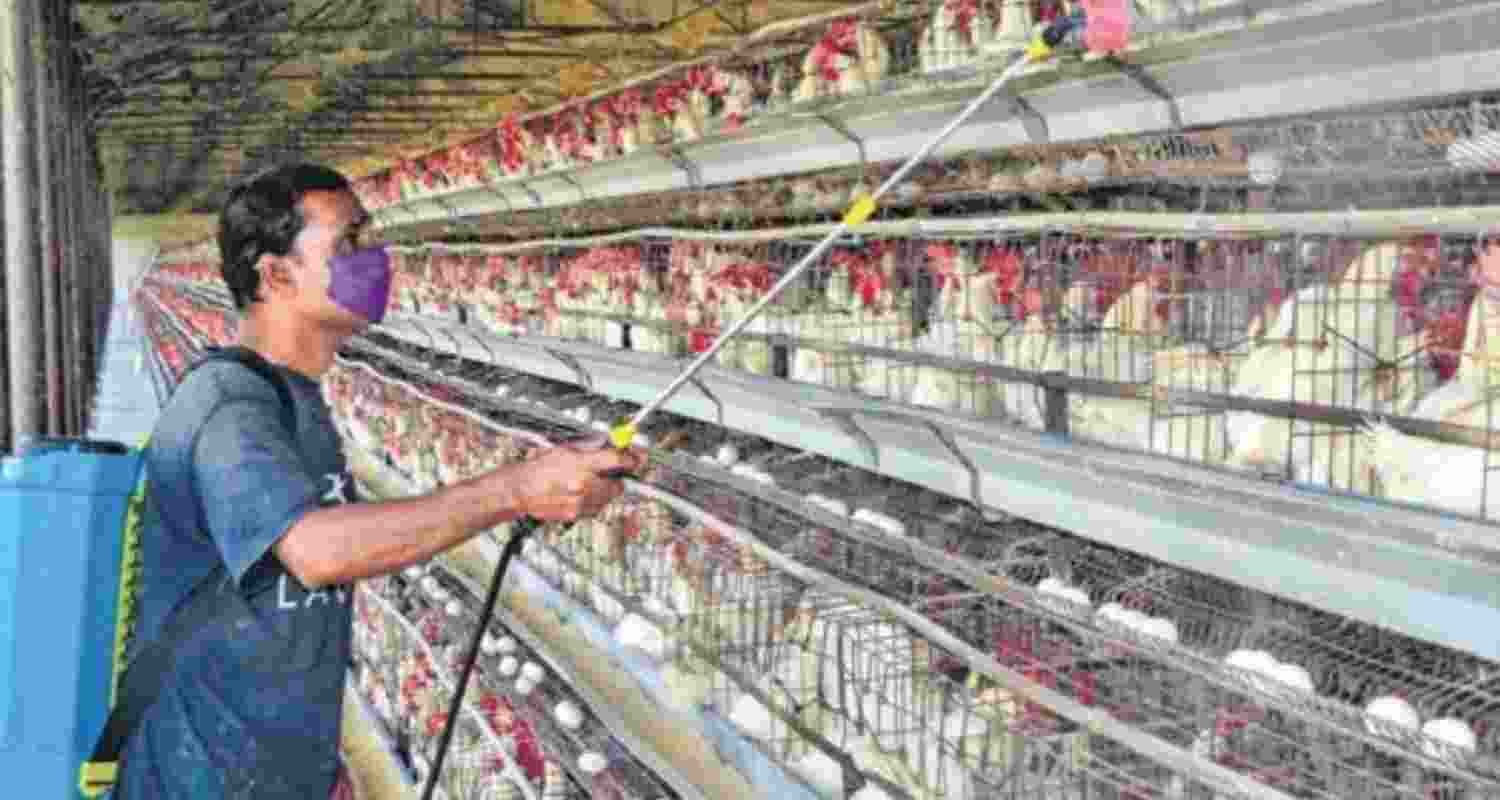 Bengal health dept sends team for bird flu scan in Malda Bengal health dept sends team for bird flu scan in Malda