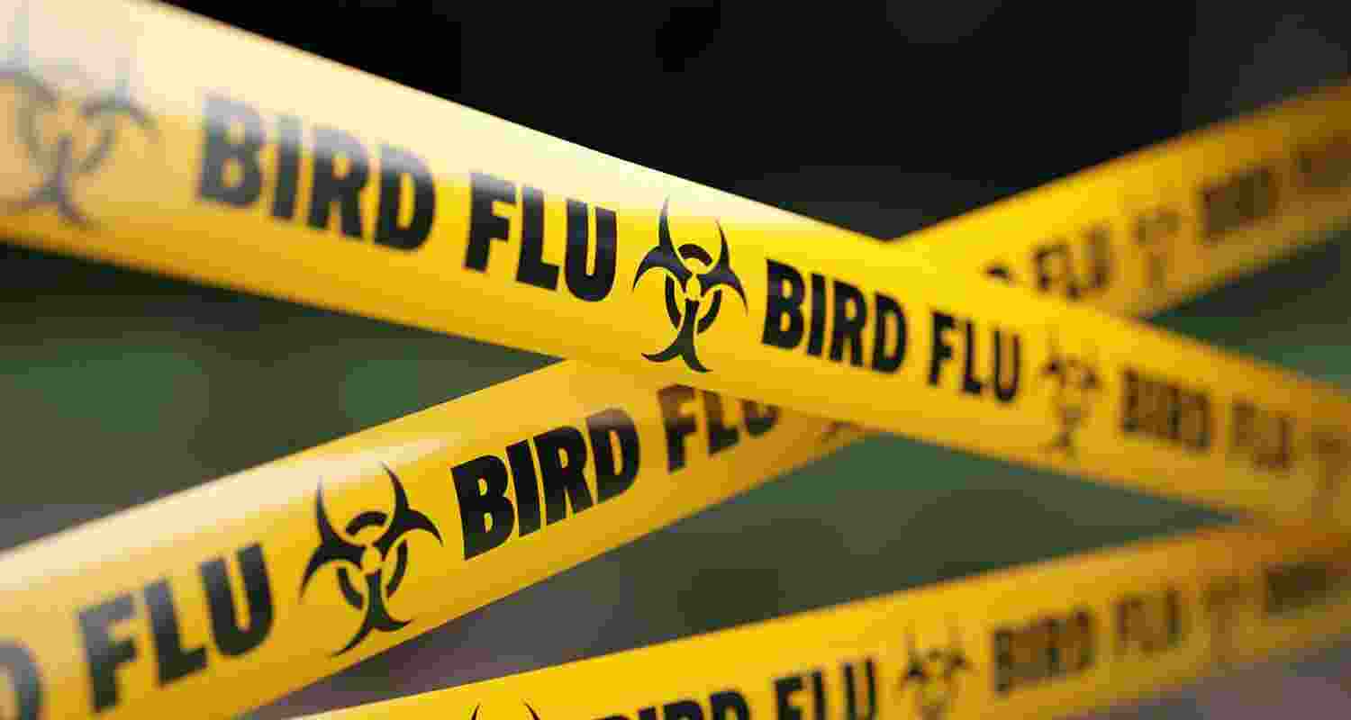AP implements measures to battle bird flu outbreak in four districts