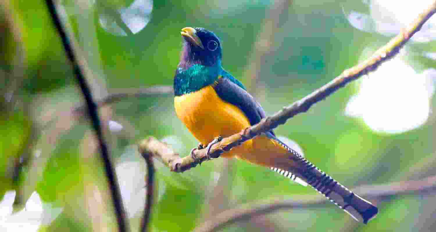 The latest research helps explain why bird numbers are falling even in wild places relatively untouched by humans. The latest research helps explain why bird numbers are falling even in wild places relatively untouched by humans.