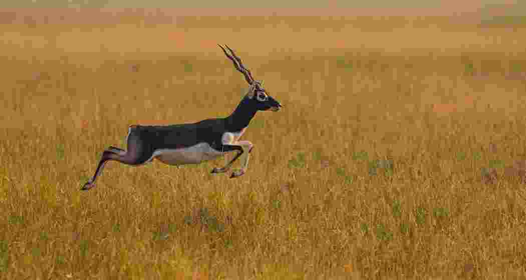 A file photo of a blackbuck sprinting through the grasslands.