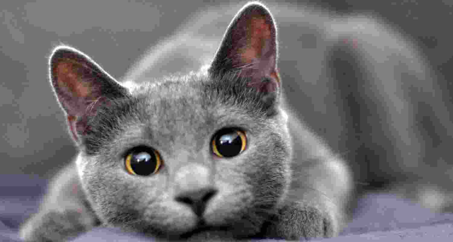 Cat allergies: Busting the myth