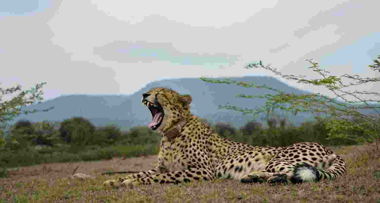‘Project Cheetah’ is India’s world-first intercontinental translocation project, which was kick-started on September 17, 2022, with the aim to reintroduce the cheetah in India, after it went extinct in the country in 1952