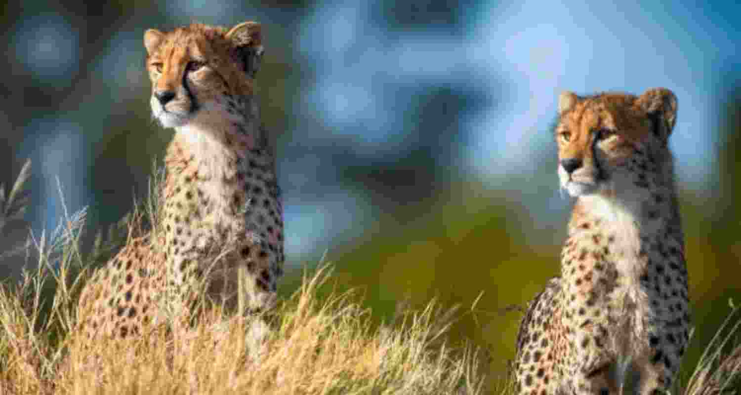 Cheetah corridor plan between MP, Rajasthan put on hold