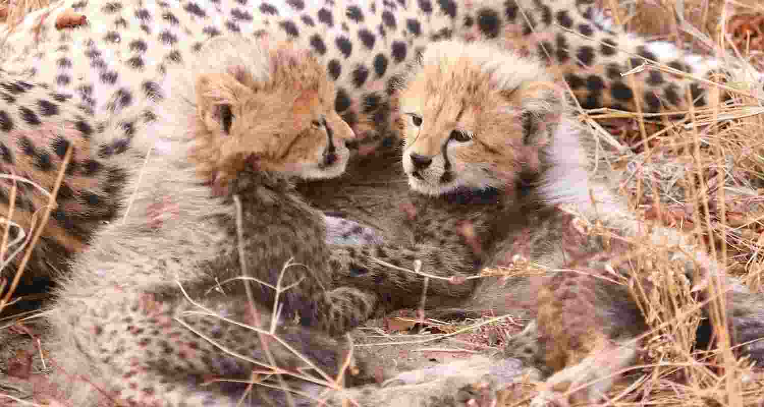 Representative Image. 