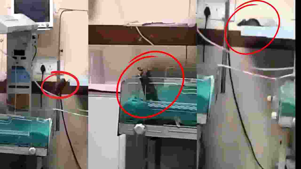 Another newborn dies after rat bite at MP's govt hospital