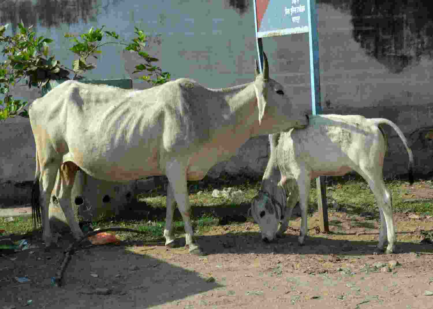 cow vigilantism in India