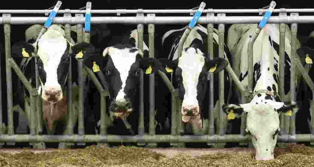 Bird flu in cows' milk may weaken antiviral effectiveness