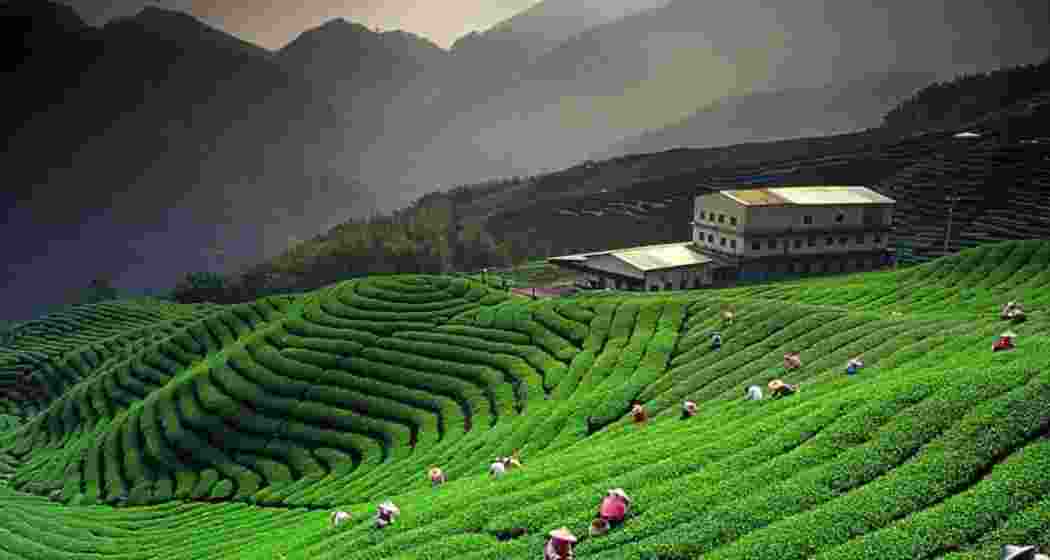 A view from a tea garden in West Bengal's Darjeeling. A view from a tea garden in West Bengal's Darjeeling.