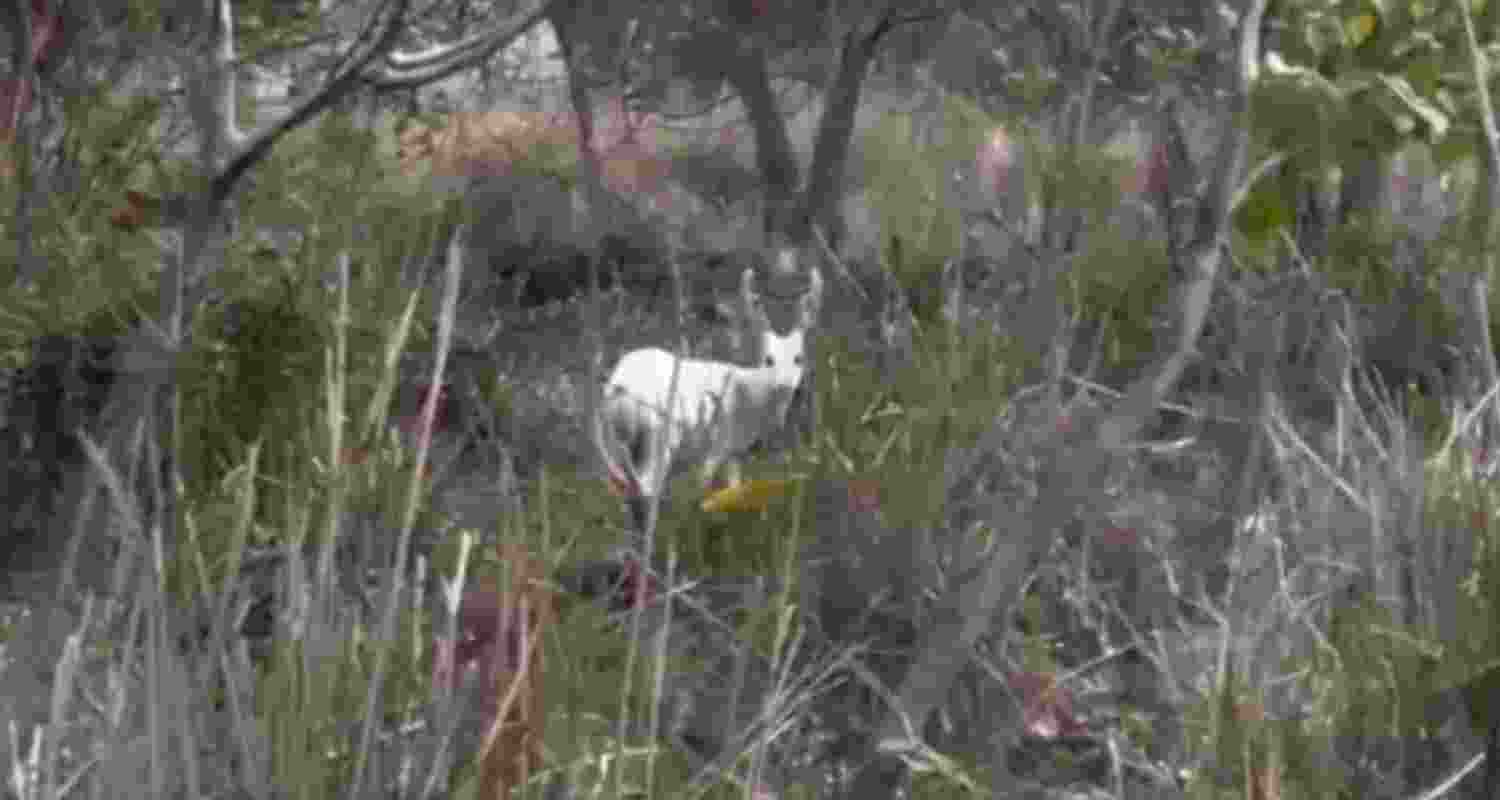 The visuals shared online show the deer’s pale coat standing out sharply against the dense greenery of the national park, making the rare animal easily distinguishable in its natural habitat.