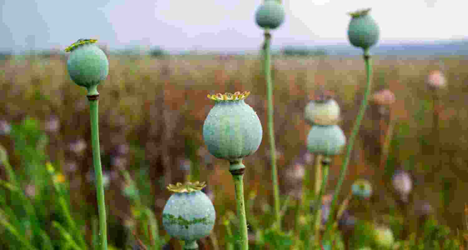Opium plants. Image via Pexels. Opium plants. Image via Pexels.