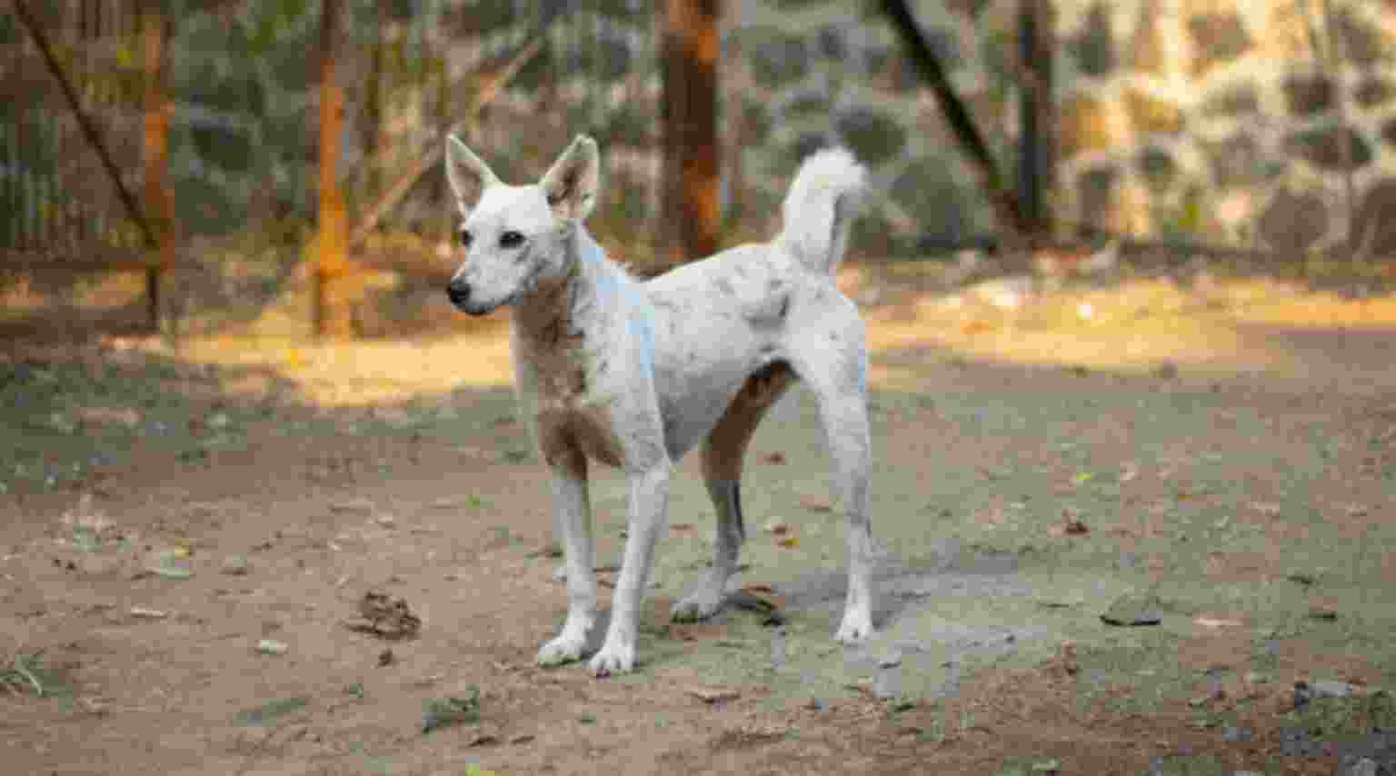 SC laments why dog lovers were not batting for orphaned children