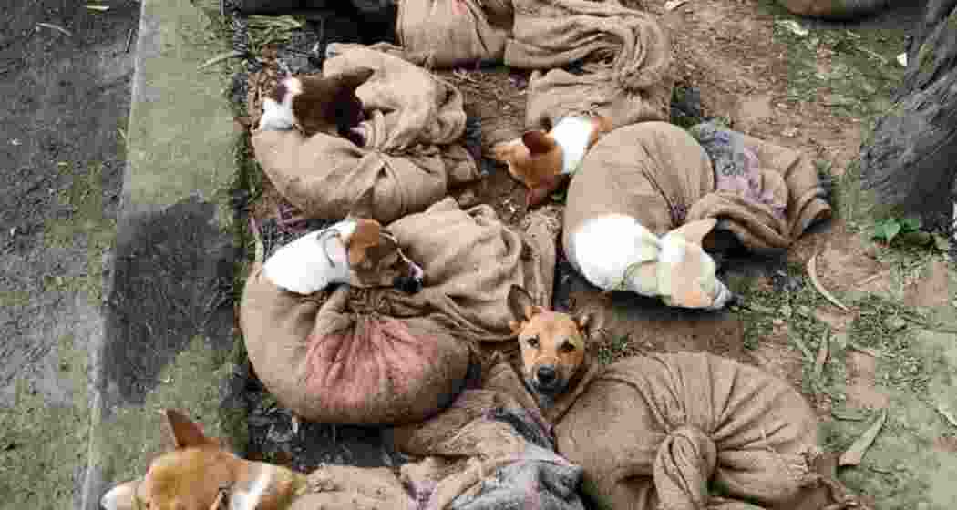 Three former dog meat wholesalers surrendered 18 dogs after quitting the trade in Nagaland under a livelihood transition programme supported by animal welfare organisations. — Representational image. 