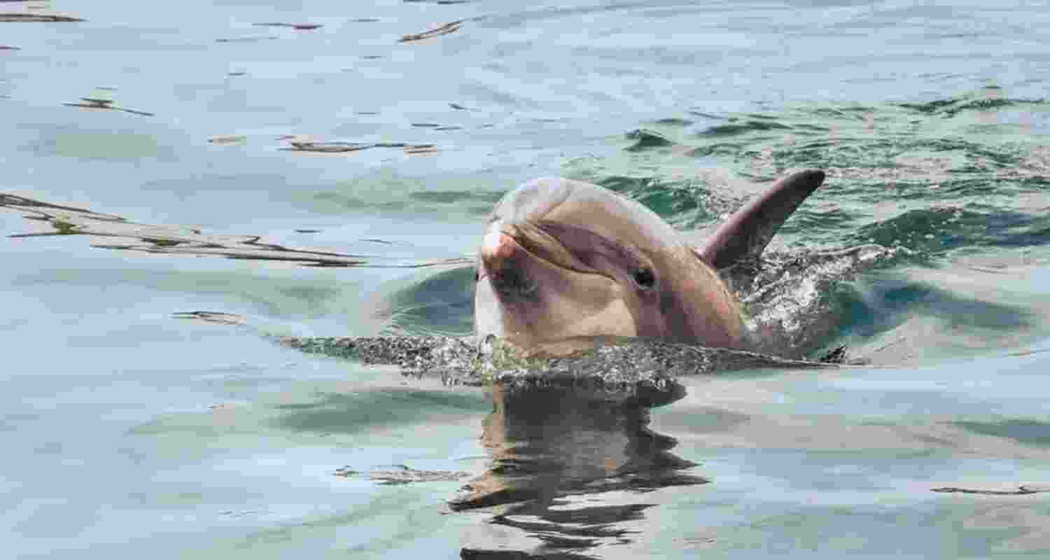 A representative image. A representative image.