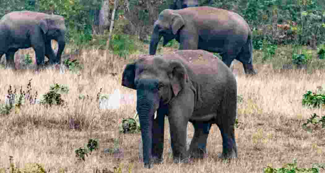 Elephant kills man in Chhattisgarh, 4th death in 4 days Elephant kills man in Chhattisgarh, 4th death in 4 days