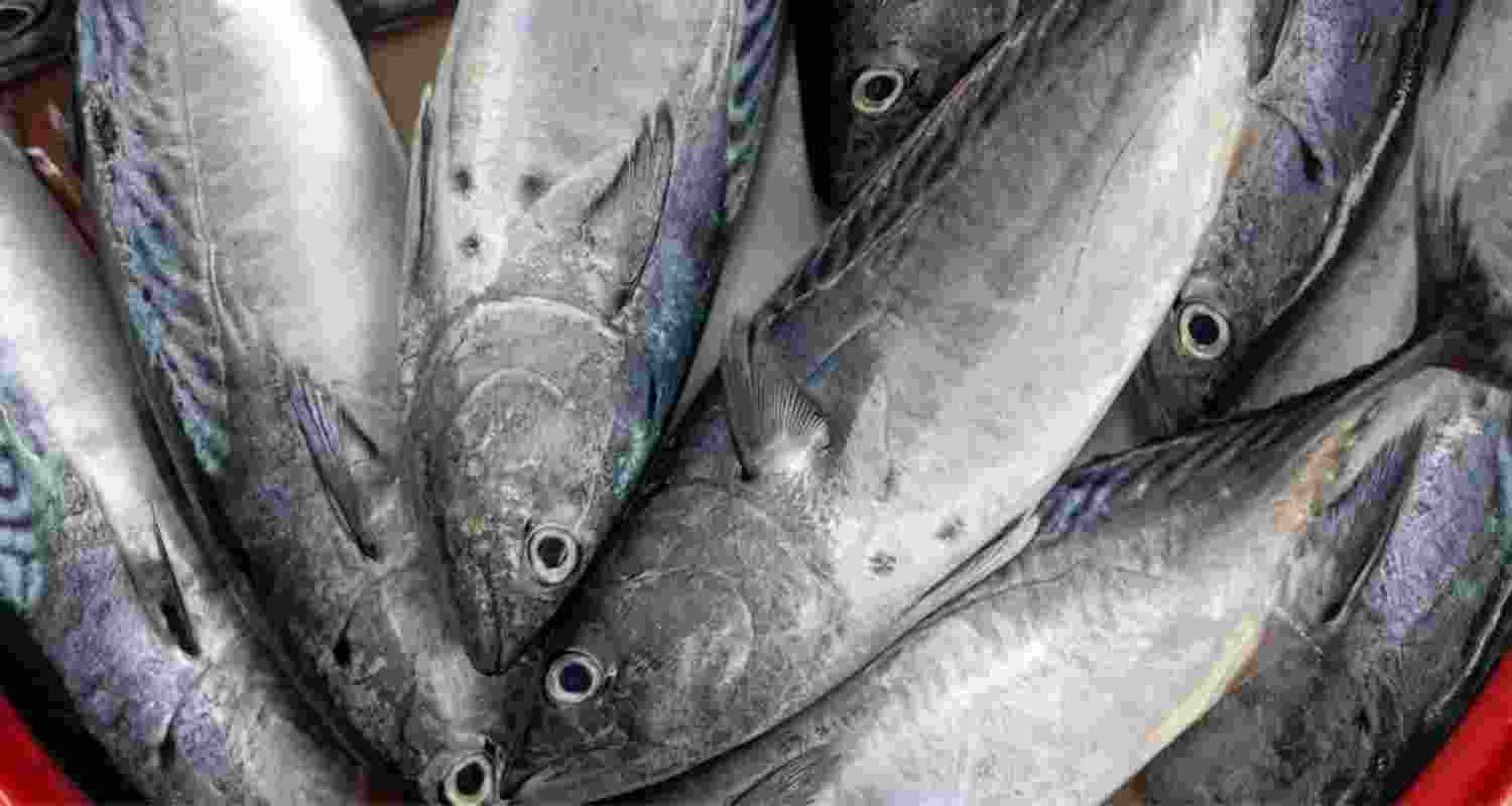 Meghalaya orders tests on fish amid metal contamination fears