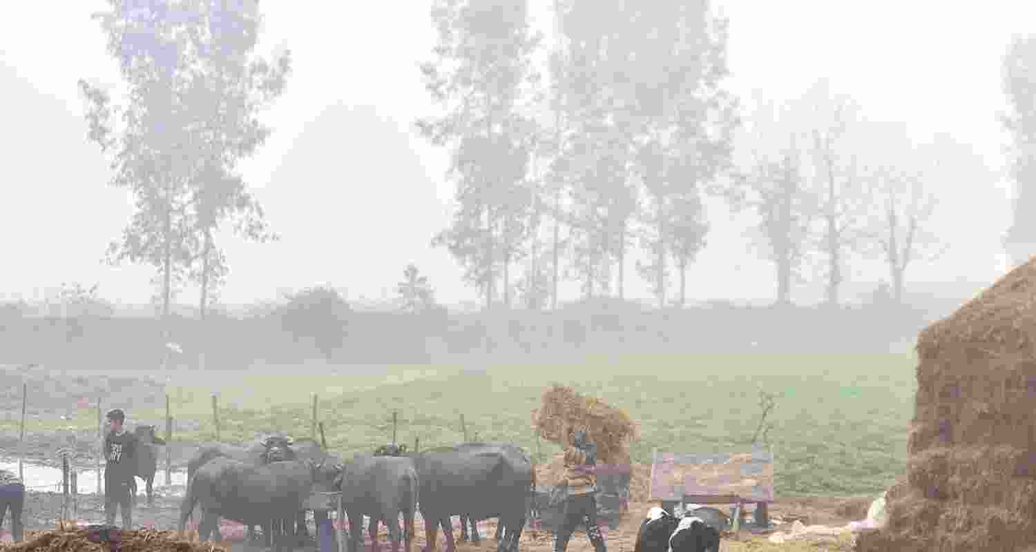 A villager carries fodder for livestocks during a cold and foggy winter morning at a village, in Jalandhar. 