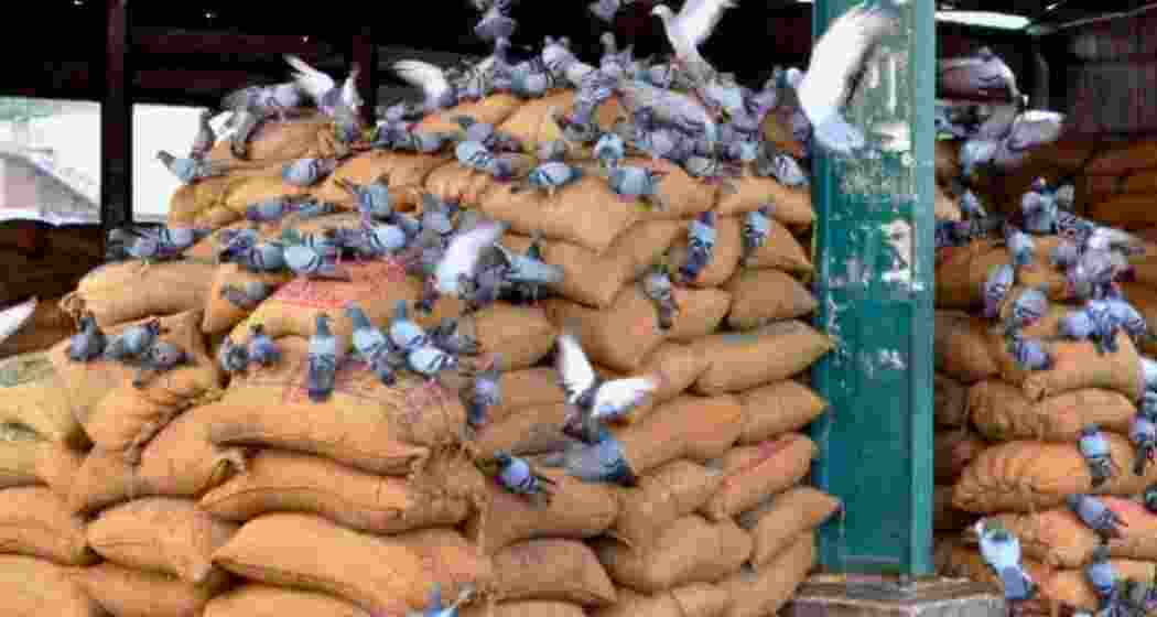Pigeons feed on grains at a Food Corporation of India godown where foodgrain stocks are stored.