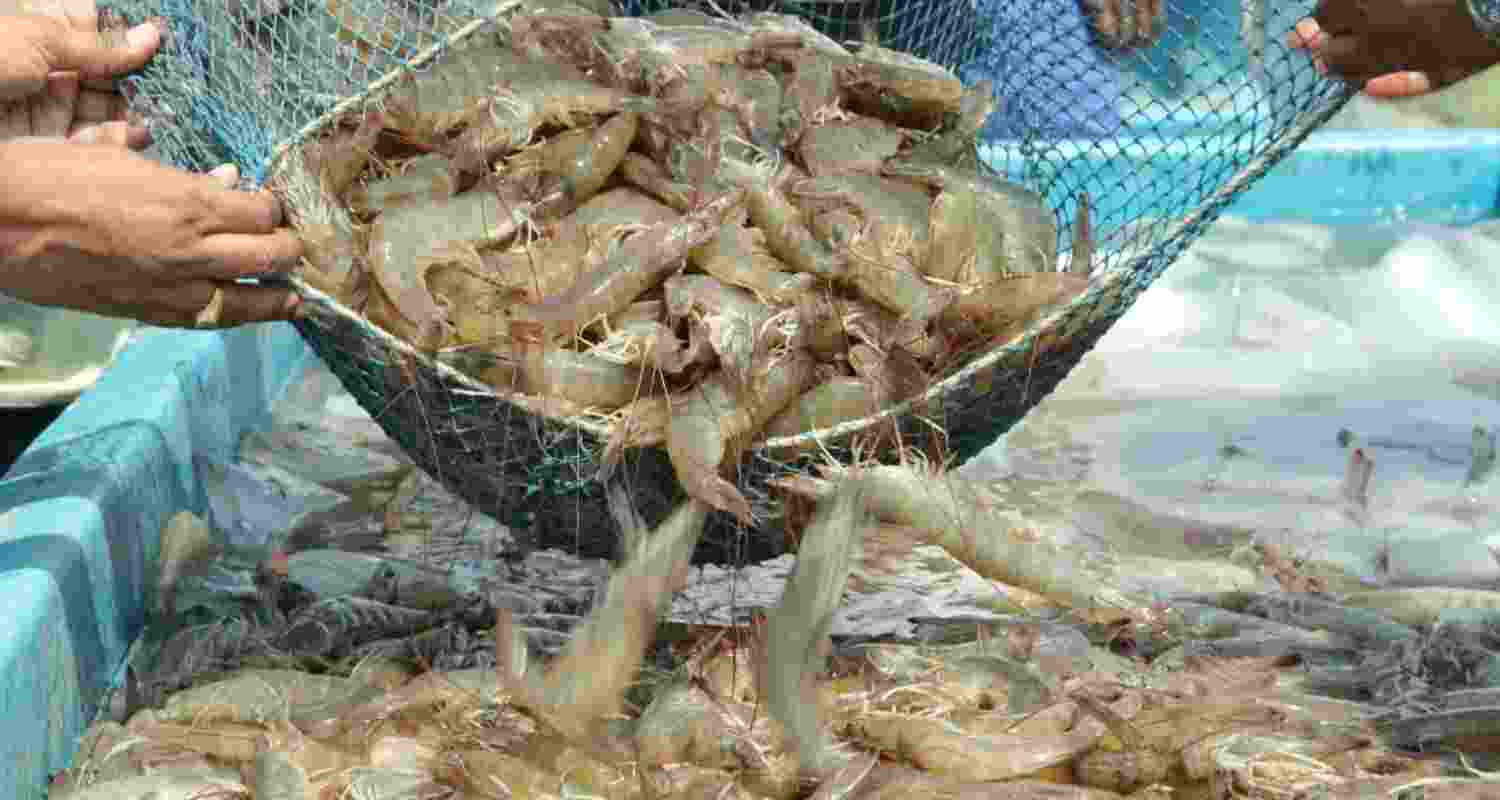 India's total seafood exports in 2024-25 reached ₹60,523 crore, amounting to 1.78 million tonnes