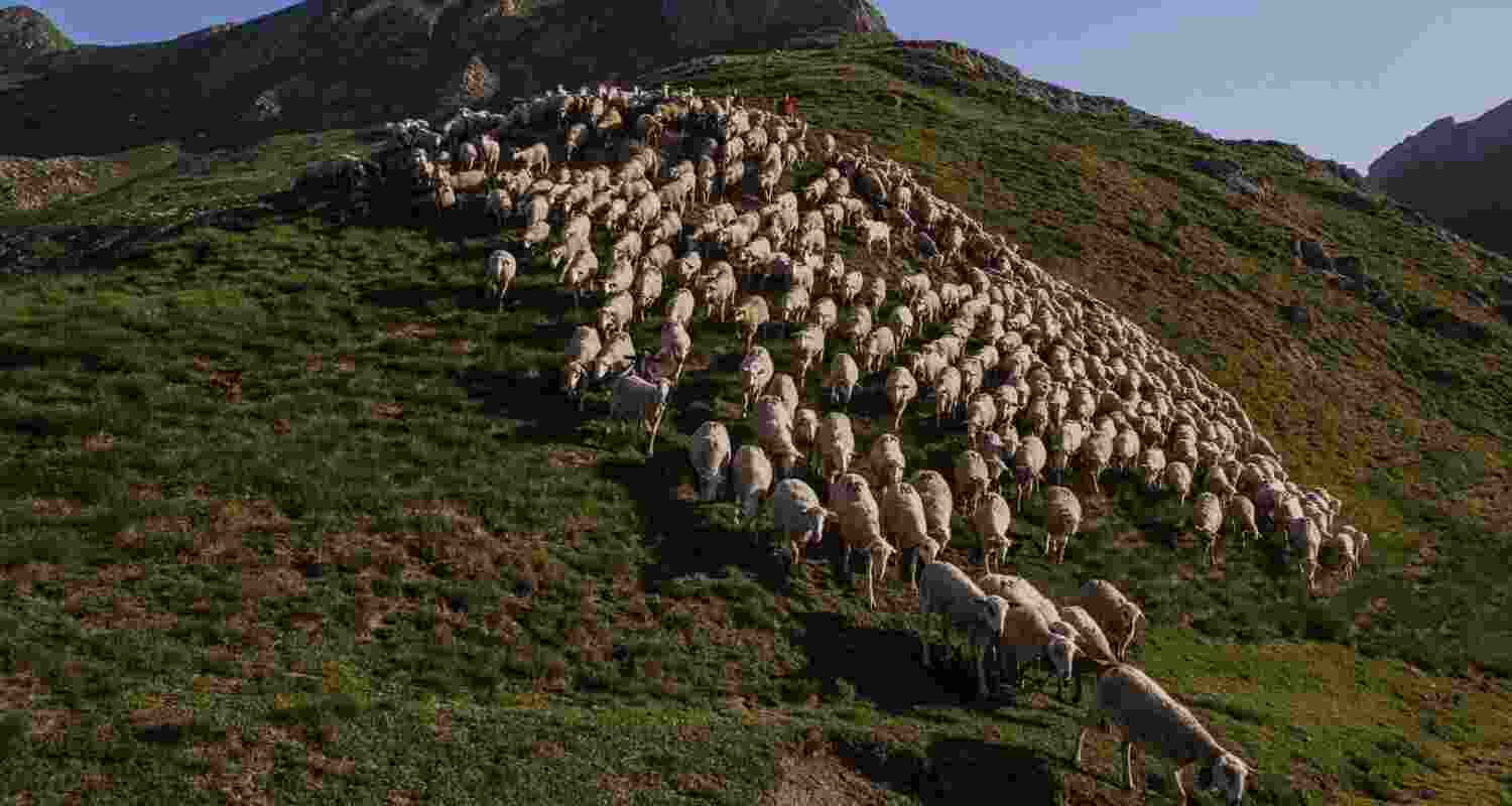In the village of Los Cortijos in Spain, with a meagre population of about 850 people, Osam Abdulmumen, 25, a migrant from Sudan, wakes up at 5 am each morning to look over a flock of 400 animals