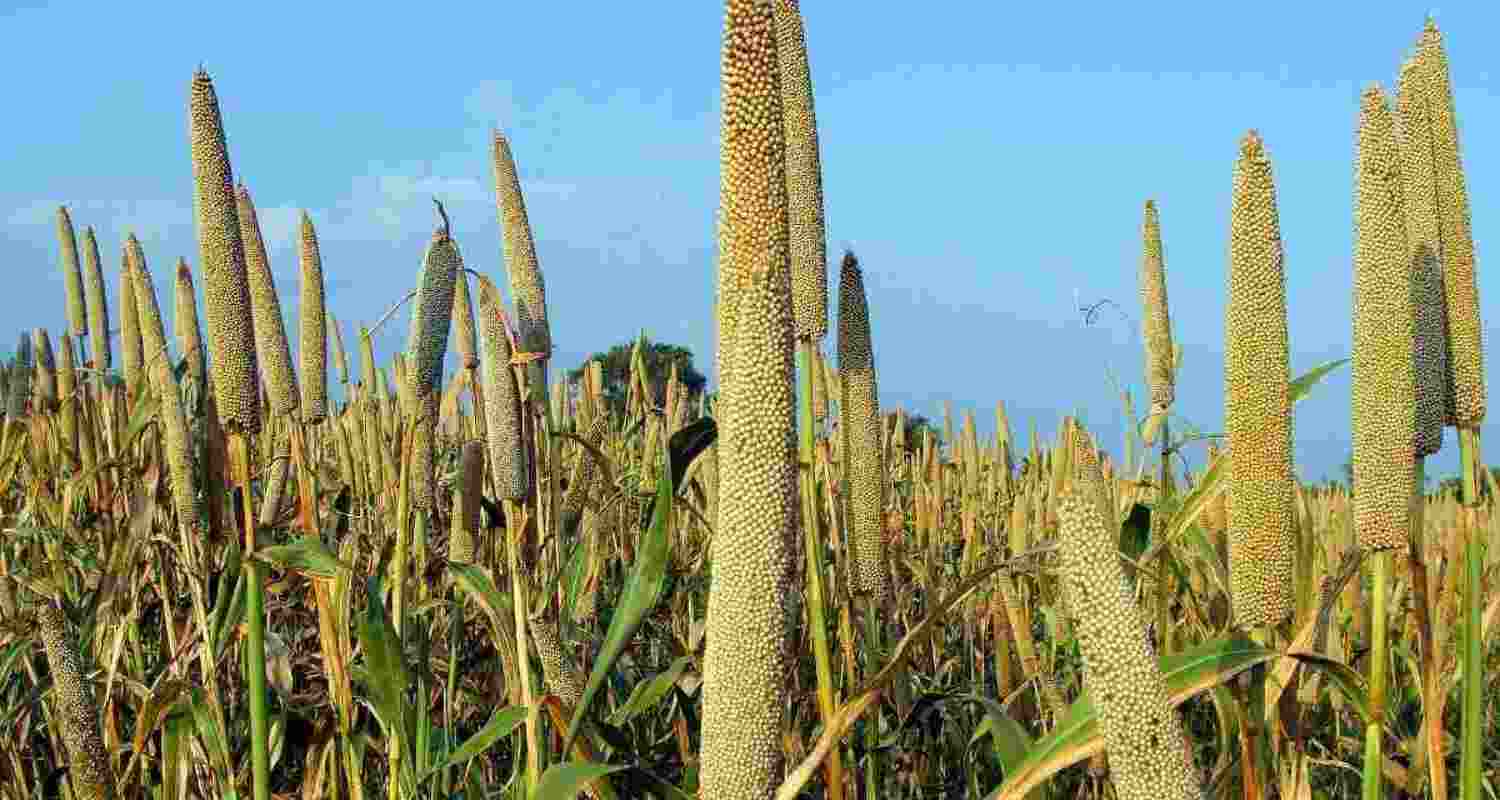 Sown during the rainy season months of June and July, the kharif crops are mainly moong, rice and maize