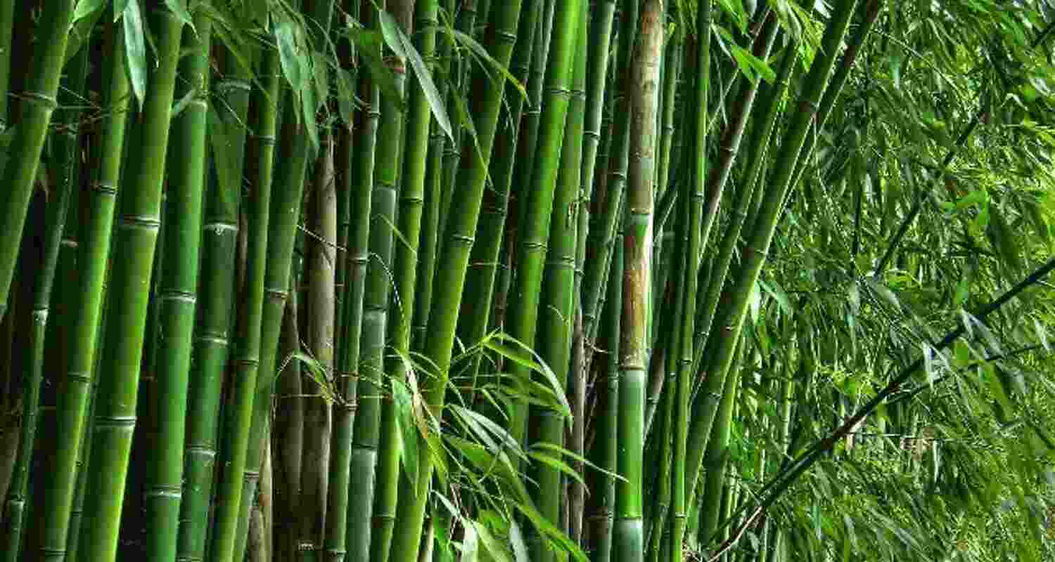 The state’s Rural Development and Panchayati Raj minister, Ojing Tasing, announced on his social media on Saturday his plans to work towards making Arunachal Pradesh a leader in India’s clean energy transformation