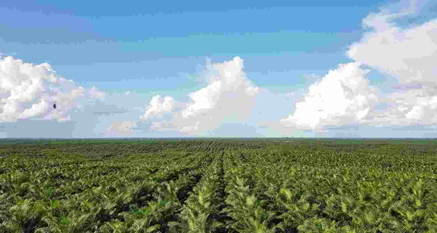 India, the world’s largest importer and consumer of edible oils, imported 4.8 million tonnes of palm oil from Indonesia in 2024 from 6 million tonnes in 2023