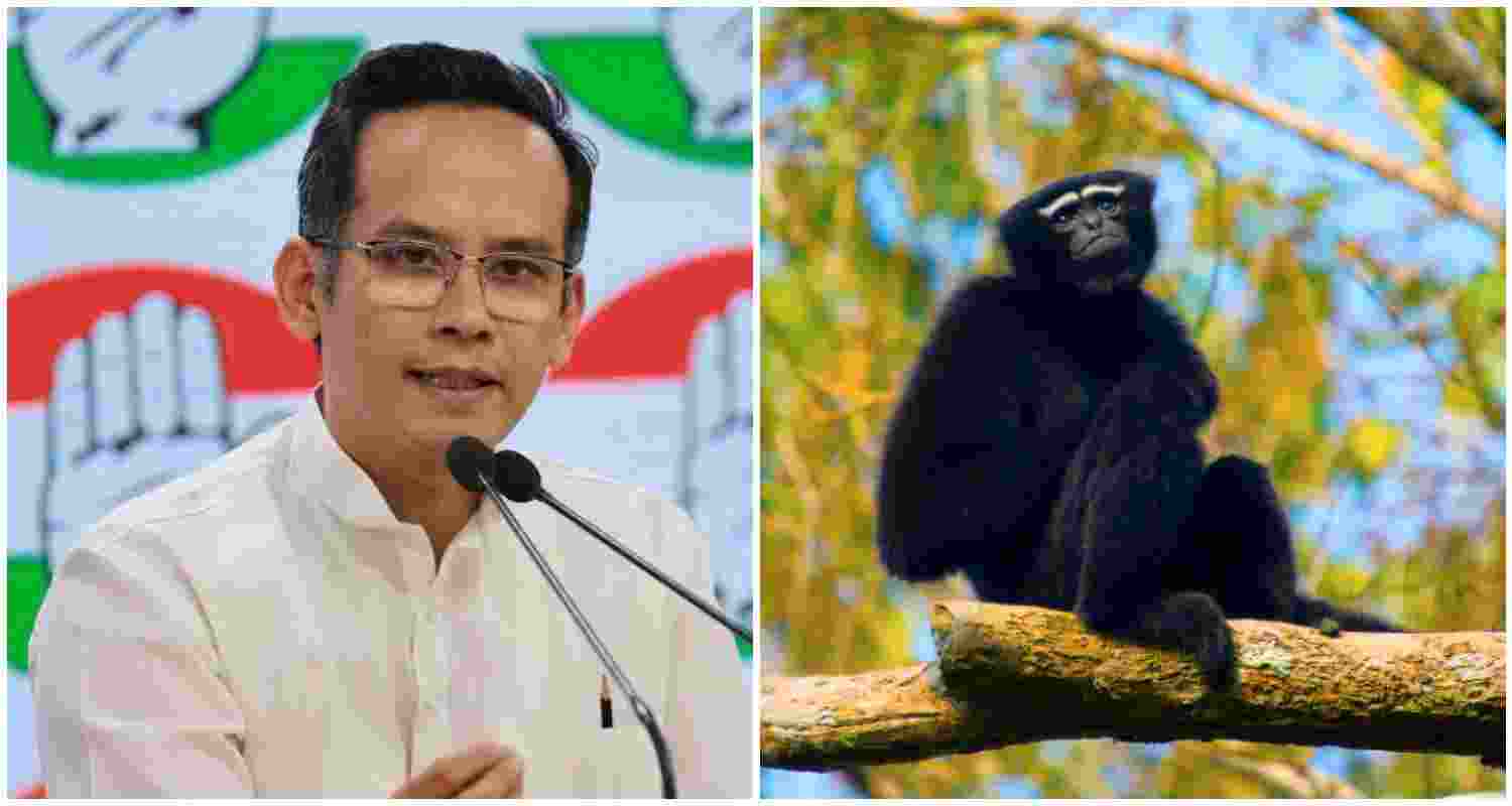 MP Gaurav Gogoi has raised concerns over proposed oil exploration in Assam's Hollongapar Gibbon Wildlife Sanctuary, a crucial habitat for the endangered hoolock gibbons, India's only ape species. MP Gaurav Gogoi has raised concerns over proposed oil exploration in Assam's Hollongapar Gibbon Wildlife Sanctuary, a crucial habitat for the endangered hoolock gibbons, India's only ape species.
