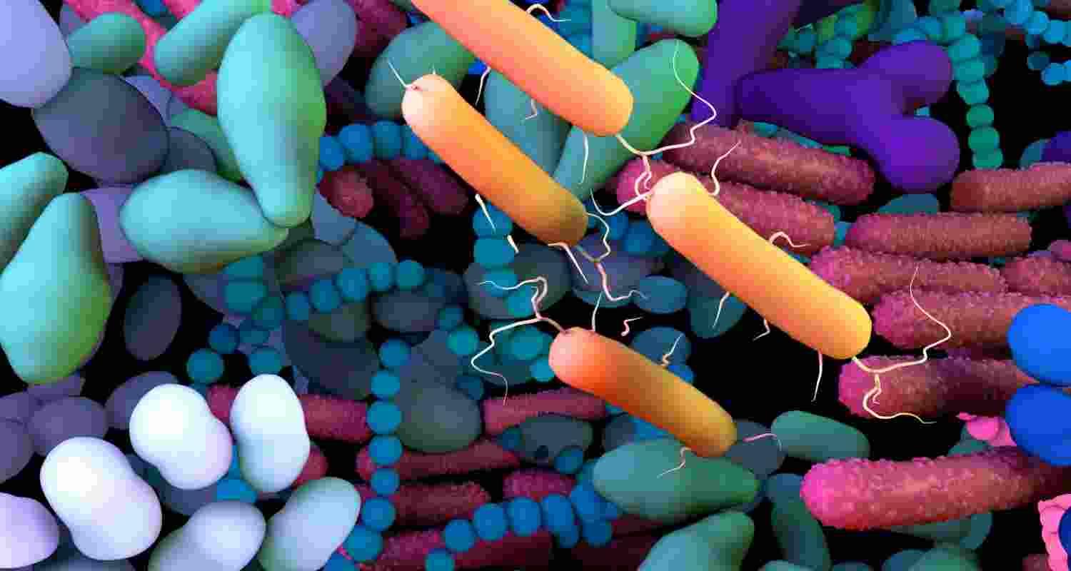 How gut bacteria could protect your lungs from disease