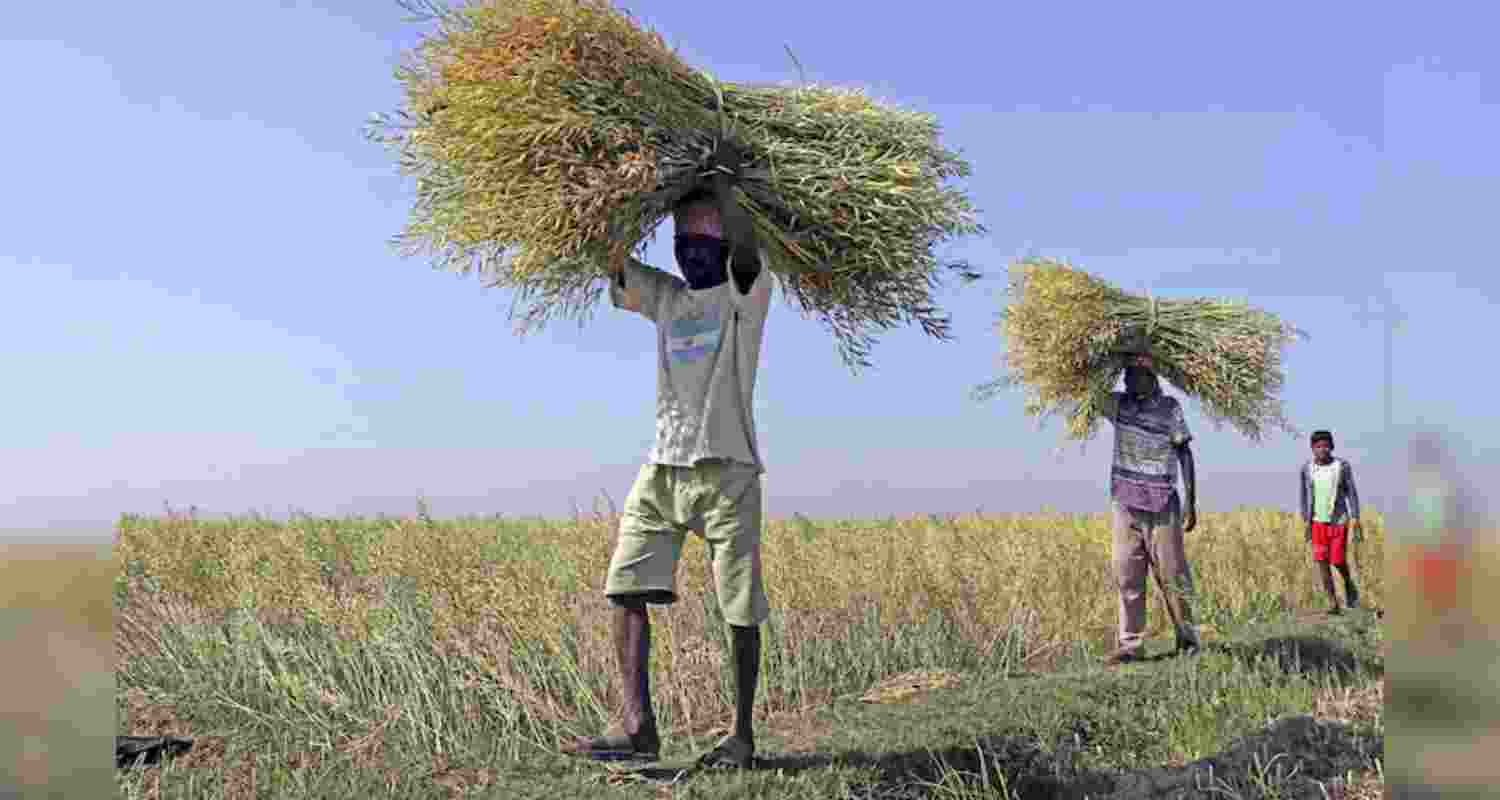 J&K farmers rush to wrap up harvest amid rising India-Pak tension