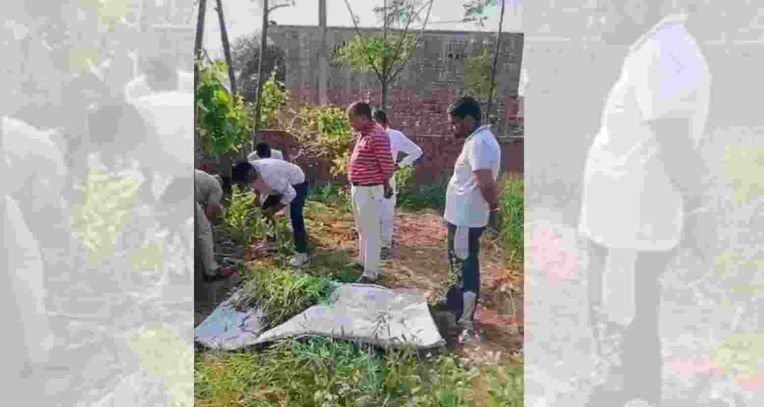 Opium cultivation busted in Fatehabad, one arrested