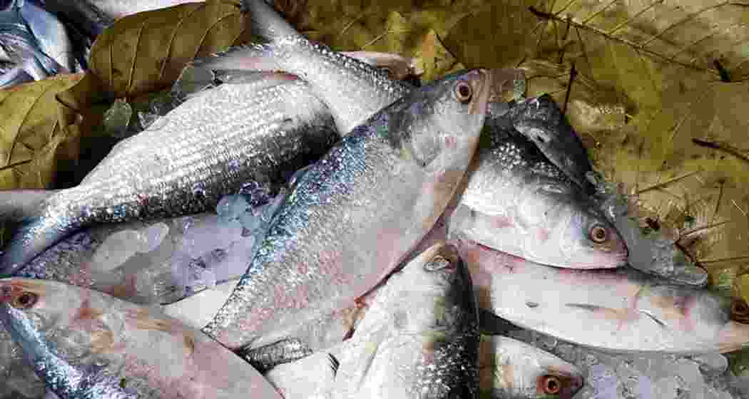 A representative image of Hilsa fish.