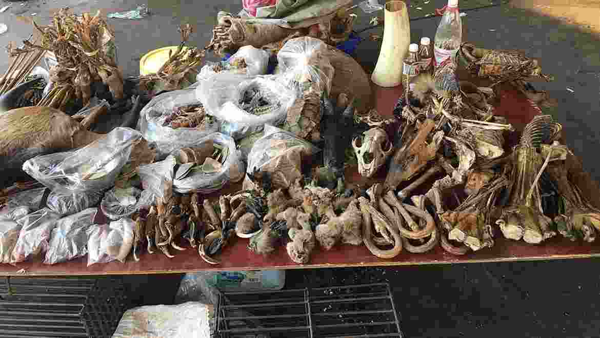 Illegal wildlife trade uncovered in Kota, 5 arrested