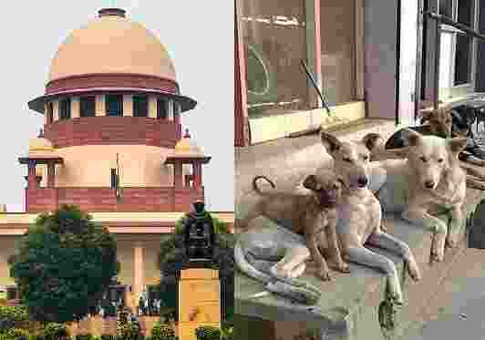 Animal rights groups'  protest on June 13 against SC order