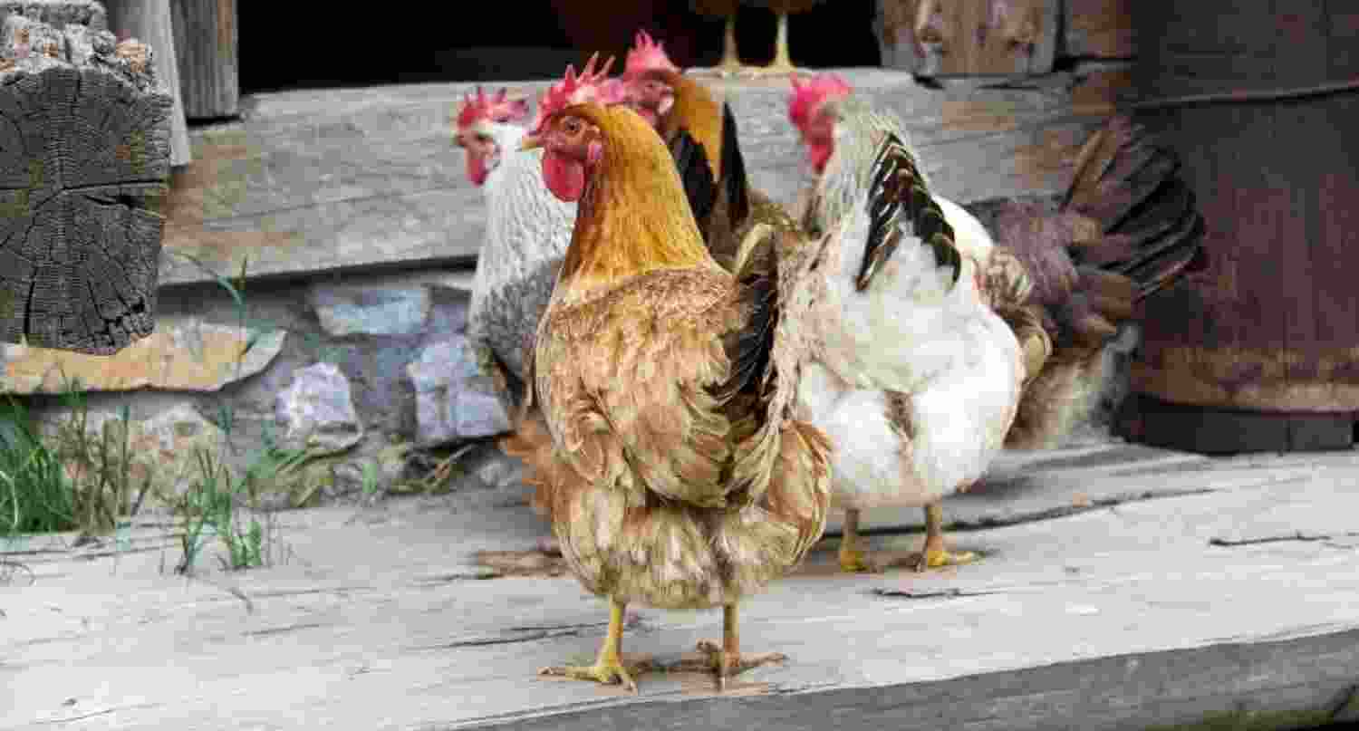 India's first human case of bird flu: 4-year-old girl in WB