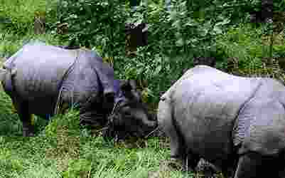 West Bengal election officials are banking on animals and popular characters in fiction to get their messages across to people