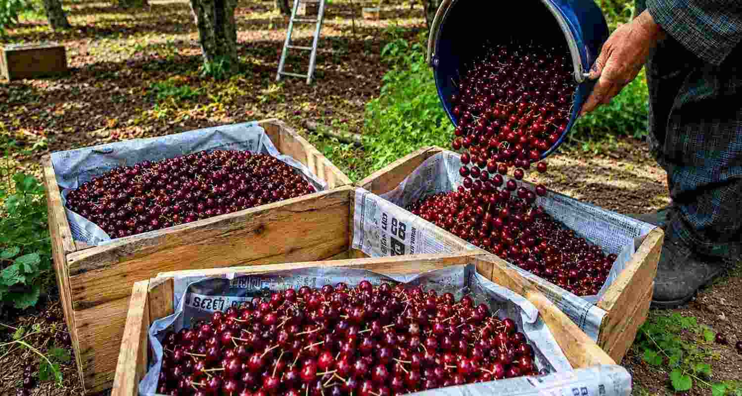 First shipment of Kashmiri cherries, plums hits Singapore market