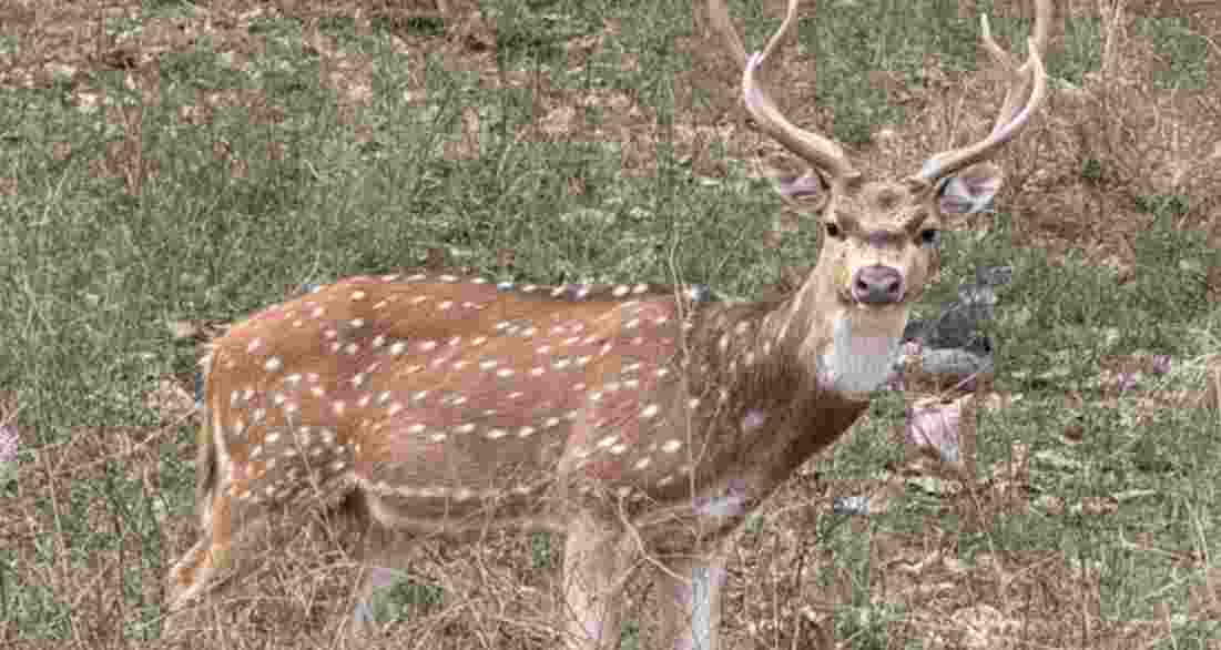 50 spotted deer translocated in Surat to boost biodiversity