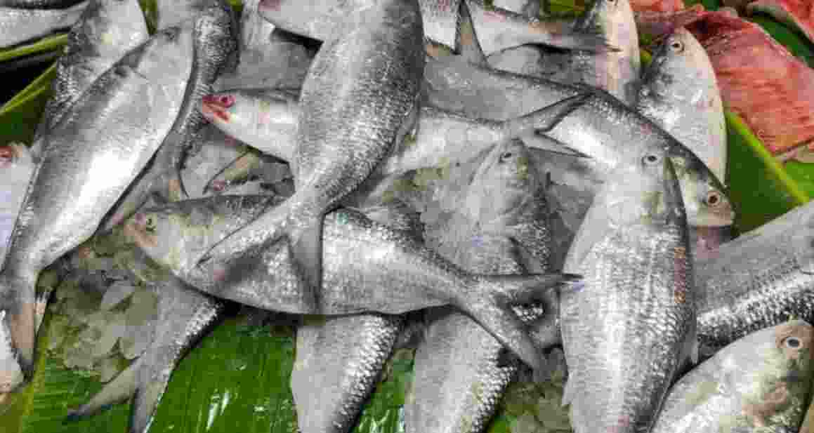 The export began late on Tuesday night after Bangladesh’s commerce ministry issued permits to 37 exporters to send hilsa to India.