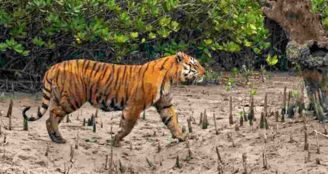 Royal Bengal Tiger in Sundarbans.