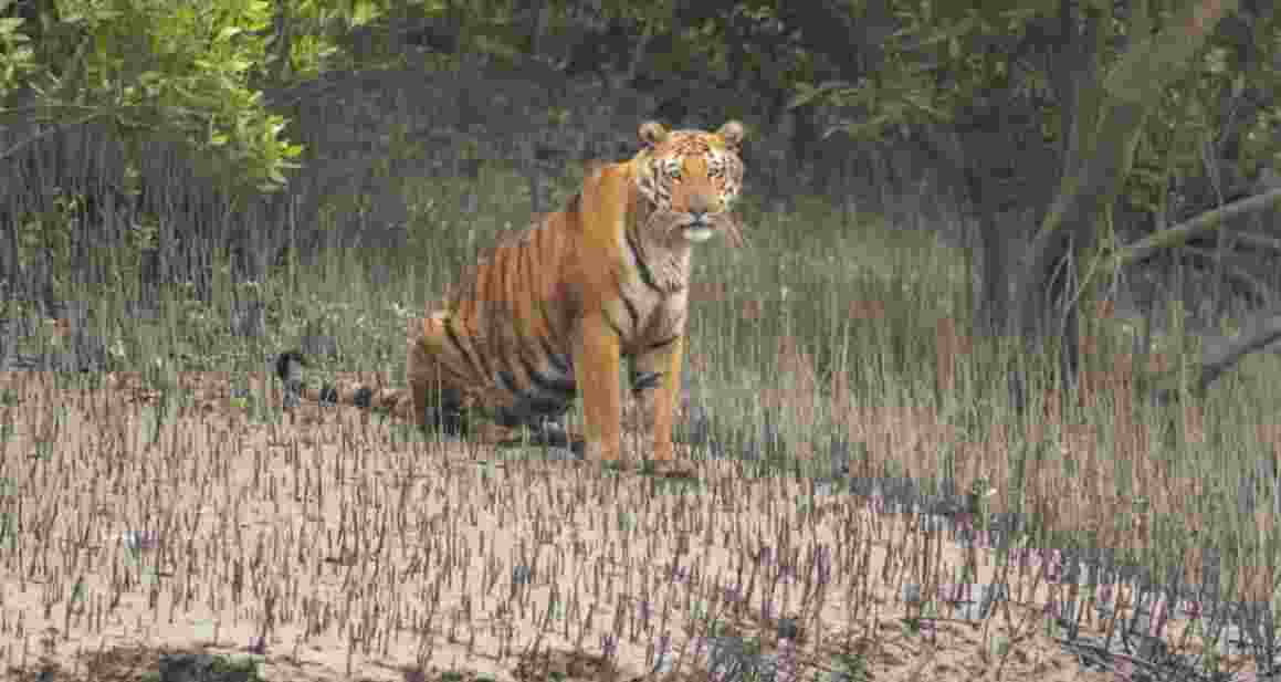 Stray tiger trapped in Sundarbans, WB