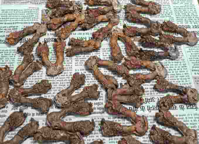 BJP leader, son among 3 held in wildlife trafficking crackdown