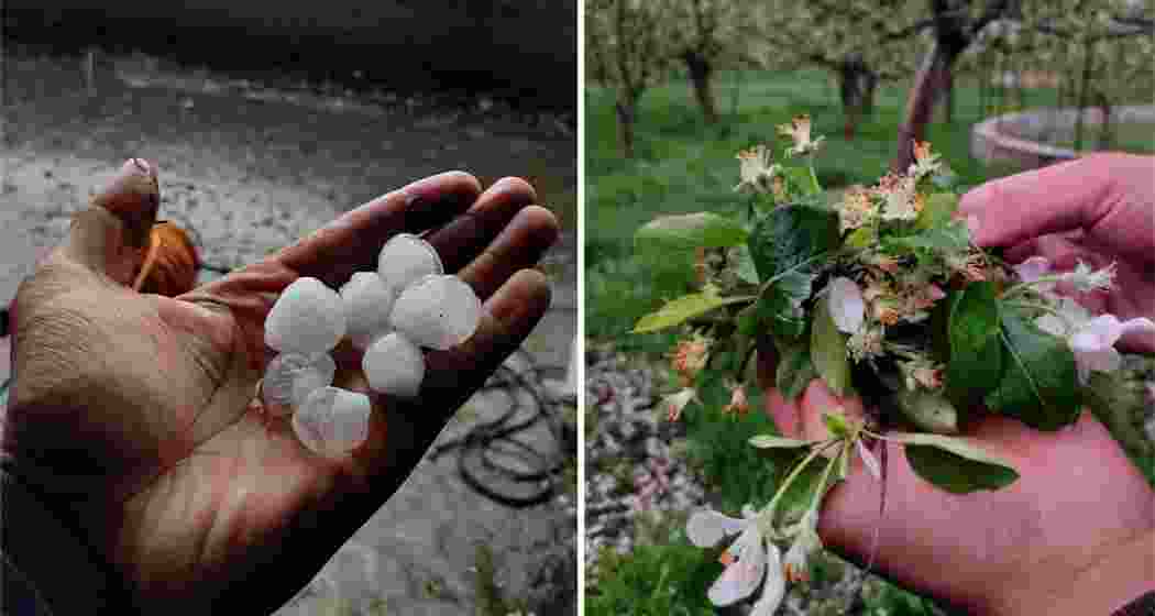 Visuals of the damage caused by hailstorms and winds in Kashmir, which severely affected new flowers and apple pollens, damaging crops in the region's apple orchards.