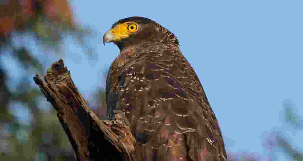 A Crested Serpent Eagle (Spilornis cheela), clicked in Kaziranga. Photo by Sankara Subramanian. 